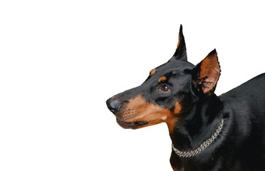 Close-up portrait of doberman on white background isolated.Black dog.