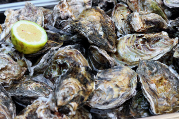 Oysters for sale at the fish market. Fresh seafood