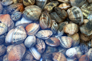 Clams for sale at the fish market. Fresh seafood
