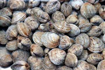 Venus verrucosa, the warty venus, for sale at the fish market