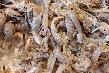 Squilla mantis is a species of mantis shrimp that lives in the shallow coastal areas of the Mediterranean Sea and the eastern Atlantic Ocean: it is also known as 