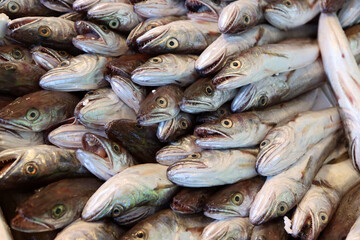 Fototapeta premium Codfish for sale in a fish shop