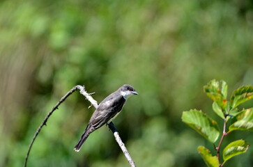 An eastern kingbird perched on a tree branch in Ontario, Canada.
