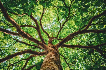 Fototapeta premium Tree branch with full leaves in summer. Mohni, small island in Estonia, Europe, An old linden tree in the evening.