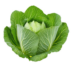 Large cabbage plant with dense layers of pale green leaves isolated on transparent background 