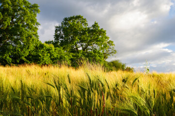 Fresh grain in the field. Natural shot