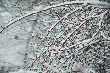 planta con nieve