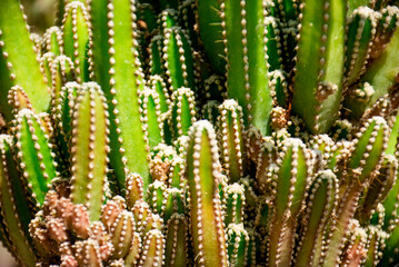 Closeup of a Cactus Plant with Green Spines, Cactus in vivo as background.
