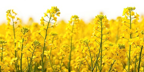 Rapeseed flowers isolated on white background with shallow depth of field