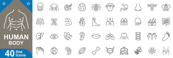 Human body outline icons set. Head, brain, heart, eyes, mouth, nose, hands, feet, muscles, lungs, liver and more. vector illustrator.