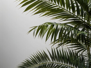 Fototapeta premium Tropical green palm leaf, cut out palm tree branches