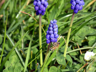 Bee on grape hyacinths at the Merzdorf pond in Riesa (Saxony, Germany)