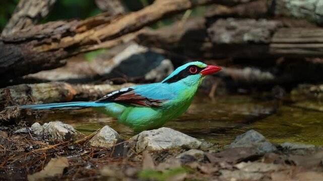 Common green magpie in pond birdwatching in the forest.