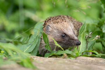 Hedgehog peeping through the grass