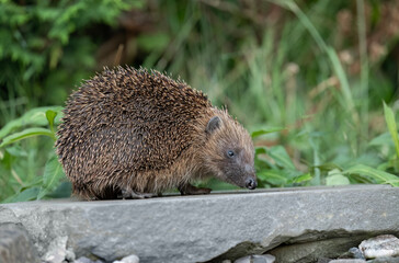 Obraz premium Hedgehog, on a large rock beside a pond