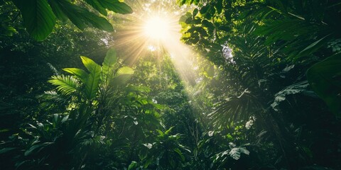 Obraz premium Sunlight in jungle