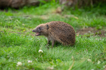 Hedgehog on the grass with its mouth open