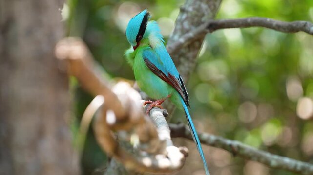 Common green magpie on branch birdwatching in the forest with sound of bird.