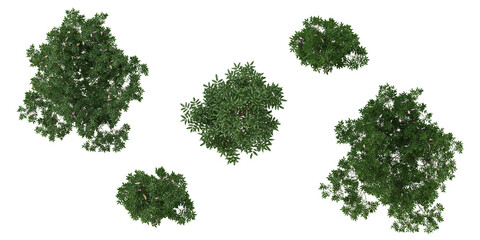 3d rendering of nigra,virginiana plants on transparent background from top view