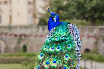 Fototapete bei efototapeten.de bestellen   