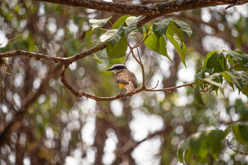 bem te vi na árvore