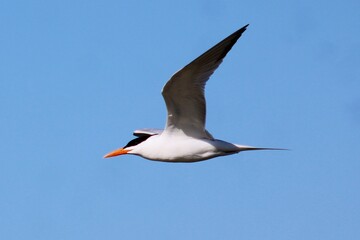 black headed gull in full flight close-up macro
