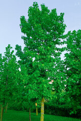 Liquidambar styraciflua tree growing in a park. Vertical photo.