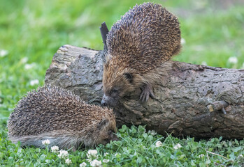 Hedgehogs on the grass and on a log