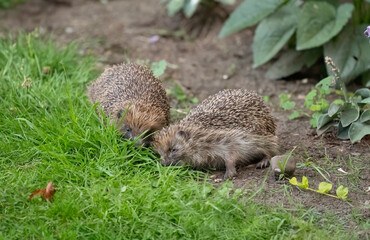 Hoglets fighting in the garden