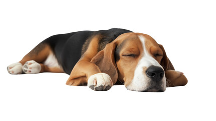 Dog on transparent background, png.