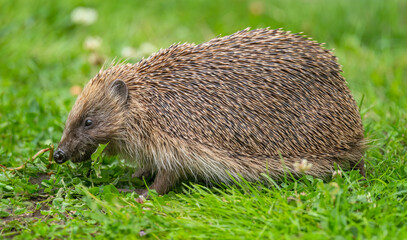 Hedgehog on the grass, full frame