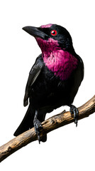 Fototapeta premium Purple-throated Fruitcrow Bird Perched On A Branch, On Transparent Background PNG, Wallpaper, Cover and Screen for Smartphone, PC, Laptop, Transparent PNG