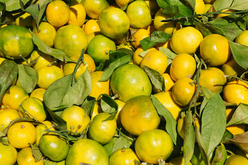 Fresh yellow and green tangerines with vibrant leaves. These tropical fruits are rich in vitamins. They are sweet, juicy, and perfect for healthy snacks and refreshing dishes any time of the day.