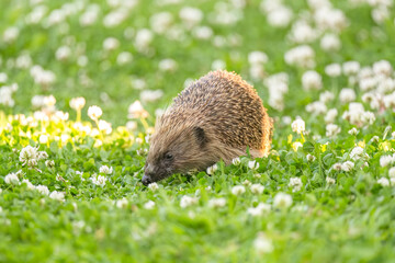 Hedgehog on the grass, eating