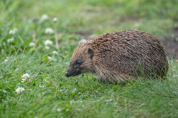 Hedgehog close up on the grass