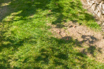 Fresh green lawn with sunlight creating playful shadows. Perfect for outdoor activities or landscaping projects.