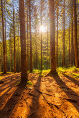 Mountain landscape in National Park Retezat, Romania. Spruce forest with moss with shining sun. hiking to Lacul Bucura