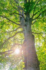Faggio albero secolare monumentale