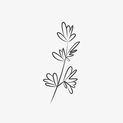 Hand drawn thyme, sketch. Herb, culinary spice, ingredient for meal. Vector	