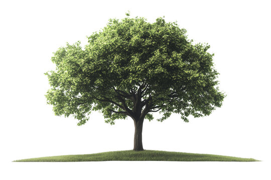 A majestic tree with lush green foliage on a serene landscape, showcasing nature's beauty and tranquility.