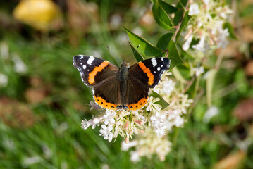 Red admiral butterfly (Vanessa Atalanta) perched on a white flower in Zurich, Switzerland