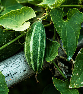 Fresh green pointed gourd harvesting
