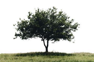 A solitary tree on a grassy field, showcasing lush green foliage against a clear white background.