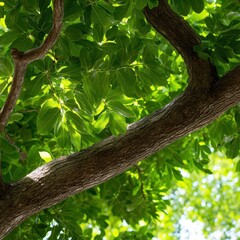 Fototapeta premium Close-Up of Lush Green Leaves on a Branch