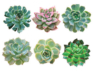 Set of cactus succulent plants Isolated on transparent background 仙人掌，多肉，...