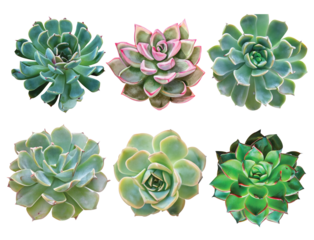 Set of cactus succulent plants Isolated on transparent background 仙人掌，多肉， 多肉植物， 省水， 乾旱。