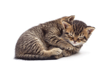 Obraz premium Two little different kittens sitting.