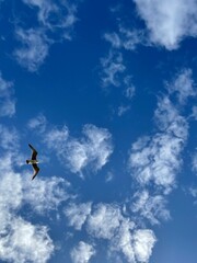 Libertad