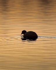 Blesshuhn bei Sonnenuntergang auf See