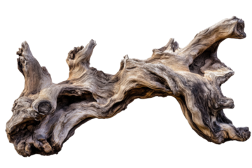Intriguing piece of driftwood with unique textures and shapes, ideal for decorative or artistic use against a white background.